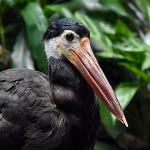 Storm's Stork (Ciconia stormi)