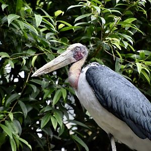 Lesser Adjutant Stork (Leptoptilos javanicus)