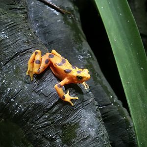 Panamanian Golden Frog (Atelopus zeteki)