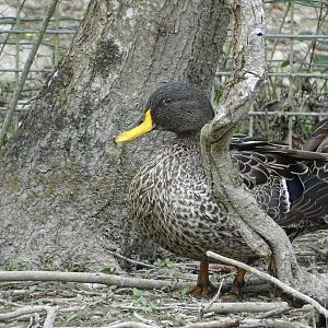 Yellow-billed duck (Anas undulata) - Parc animalier d'Ecouves