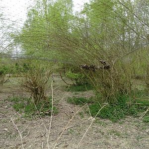 Aviary - Parc animalier d'Ecouves