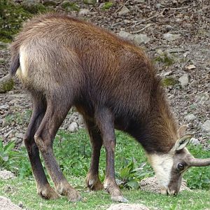 Chamois (Rupicapra rupicapra) - Parc animalier d'Ecouves