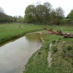 Sika deer (Cervus nippon) exhibit - Parc animalier d'Ecouves