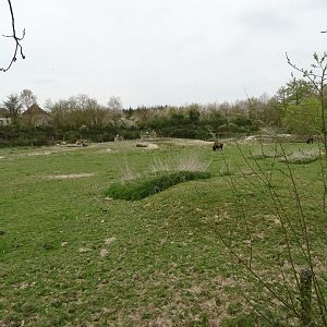 American bison (Bison bison) exhibit - Parc animalier d'Ecouves