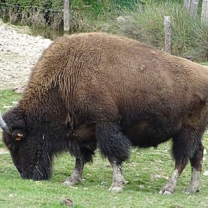 American bison (Bison bison) - Parc animalier d'Ecouves