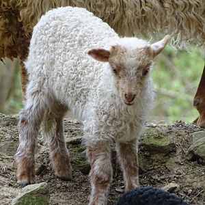 Hortobágy Racka Sheep - Parc animalier d'Ecouves