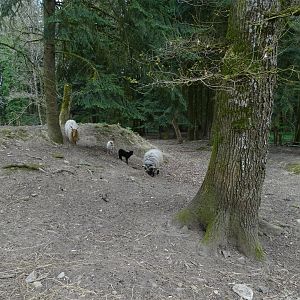 Hortobágy Racka Sheep exhibit - Parc animalier d'Ecouves