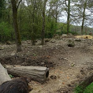 Mangalica exhibit - Parc animalier d'Ecouves