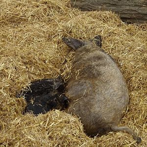 Mangalica - Parc animalier d'Ecouves