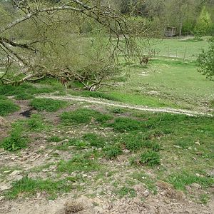 Llama (Lama glama) exhibit - Parc animalier d'Ecouves