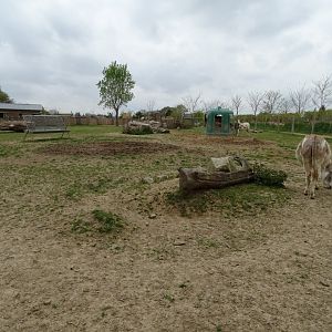 Irish donkey exhibit - Parc animalier d'Ecouves