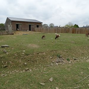 Goats and sheep exhibit - Parc animalier d'Ecouves