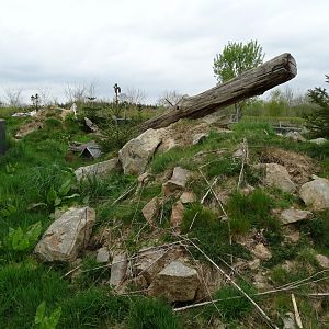 Alpine marmot exhibit (Marmota marmota) - Parc animalier d'Ecouves