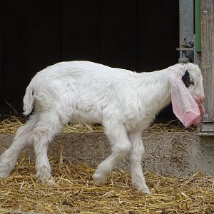 Jonica goat - Parc animalier d'Ecouves