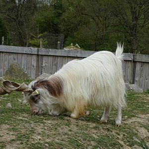 Girgentana goat - Parc animalier d'Ecouves