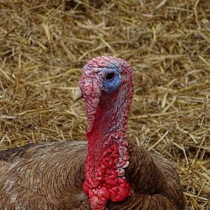 Red Ardennes Turkey - Parc animalier d'Ecouves