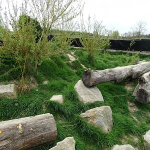 Red fox (Vulpes vulpes) exhibit - Parc animalier d'Ecouves