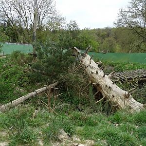 Raccoon (Procyon lotor) exhibit - Parc animalier d'Ecouves
