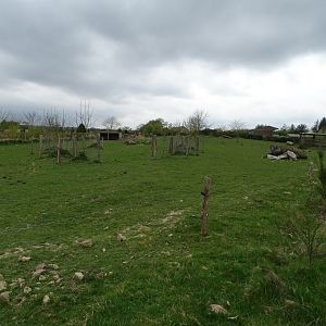 Zebu (Bos indicus) and Somali sheep exhibit - Parc animalier d'Ecouves