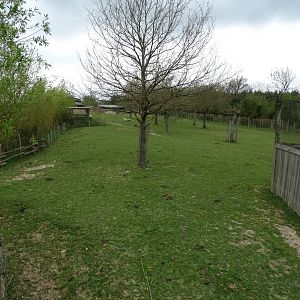 Common ostrich (Struthio camelus), Ankole-Watusi and Cameroon sheep exhibit - Parc animalier d'Ecouves