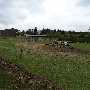 Common ostrich (Struthio camelus), Ankole-Watusi and Cameroon sheep exhibit - Parc animalier d'Ecouves