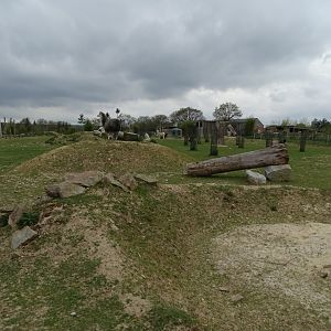 Greater rhea (Rhea americana) and Alpaca (Lama pacos) exhibit - Parc animalier d'Ecouves