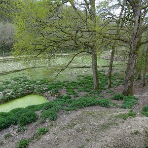 Chamois, European mouflon, Fallow deer exhibit - Parc animalier d'Ecouves