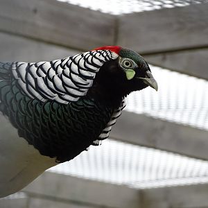 Lady Amherst's pheasant (Chrysolophus amherstiae) - Parc animalier d'Ecouves