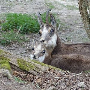Chamois (Rupicapra rupicapra) - Parc animalier d'Ecouves
