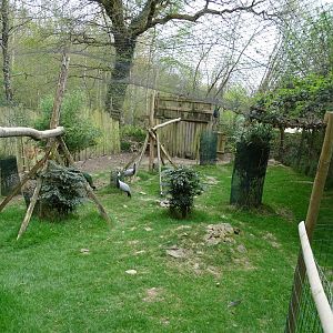 Demoiselle crane (Grus virgo) and green peafowl (Pavo muticus) aviary - Parc animalier d'Ecouves