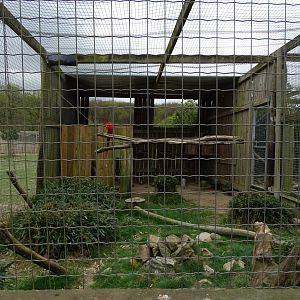 Silver pheasant (Lophura nycthemera) and scarlet macaw (Ara macao) aviary - Parc animalier d'Ecouves