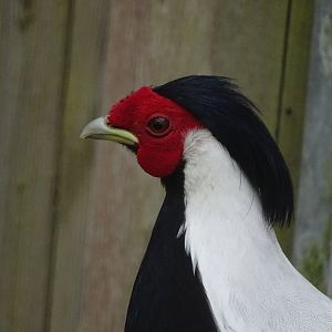 Silver pheasant (Lophura nycthemera) - Parc animalier d'Ecouves