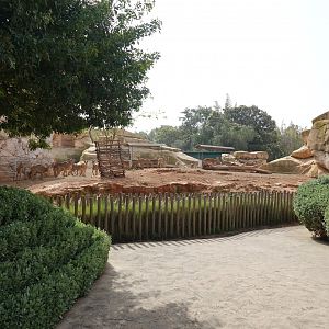 Barbary Sheep Enclosure