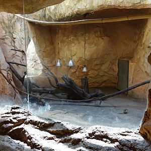 Barbary Striped Squirrel Enclosure