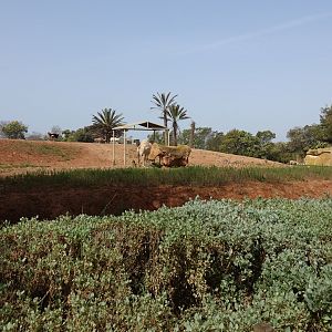 Mixed African Hoofstock Enclosure