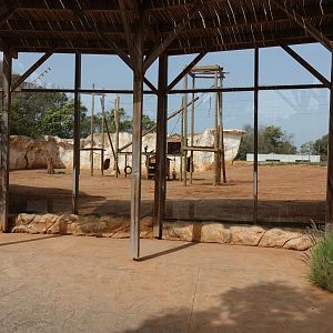 Olive Baboon Enclosure