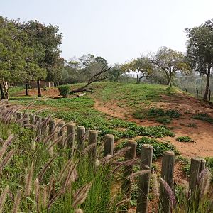 African Hunting Dog Enclosure