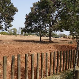 Mixed African Hoofstock Enclosure