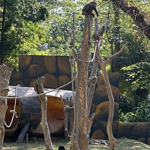 Booted Macaque + Moor Macaque