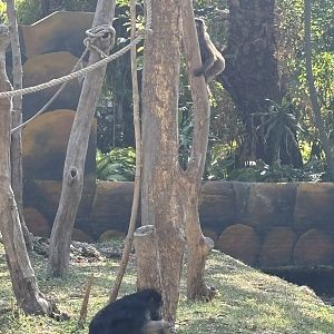 Booted Macaque + Moor Macaque