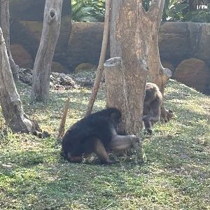 Booted Macaque + Moor Macaque