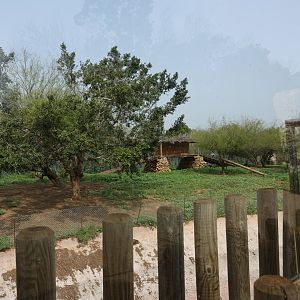 African Lion Enclosure