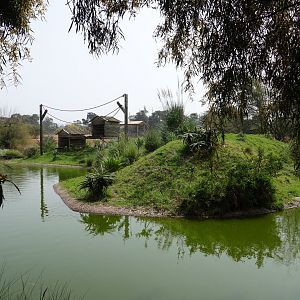 Ring-tailed Lemur Enclosure