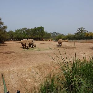 White Rhinoceros Enclosure
