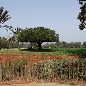 Scimitar-horned Oryx and Cuvier's Gazelle Enclosure