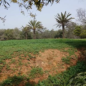 Scimitar-horned Oryx and Cuvier's Gazelle Enclosure