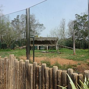 White Lion Enclosure