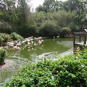 Greater Flamingo Enclosure
