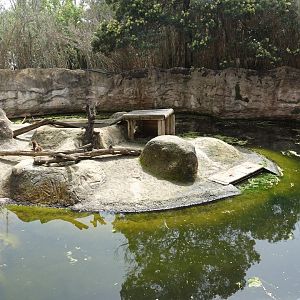 European Otter Enclosure