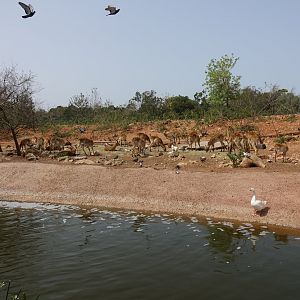 Red Lechwe Enclosure